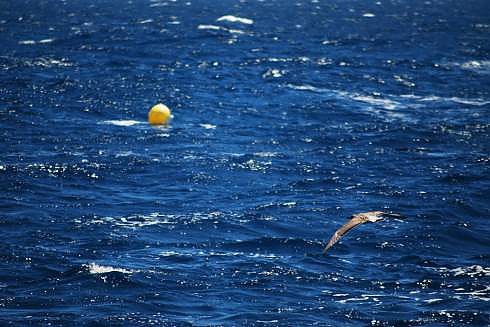 8 de Junio Día Mundial de los Océanos
