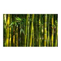 papel pintado 3d - un bosque de bambu en asia 450x270 cm