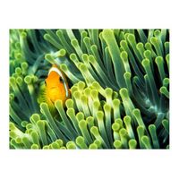 papel pintado 3d - anemonefish 350x270 cm