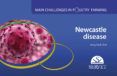 main challenges in poultry farming newcastle disease