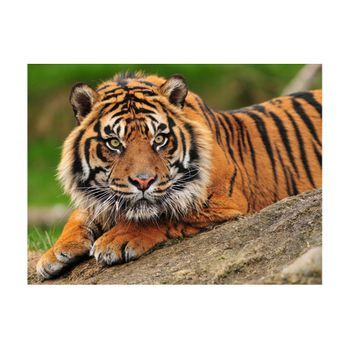 Papel Pintado 3d - Tigre De Sumatra (350x270 Cm)