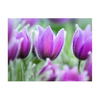 Papel Pintado 3d - Tulipanes Violeta De Primavera (250x193 Cm)