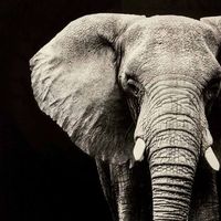 lienzo jumbo elefante 100cm