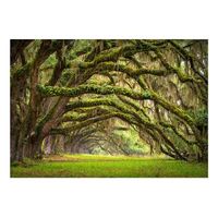 papel pintado 3d - abrazo de los arboles 150x105 cm