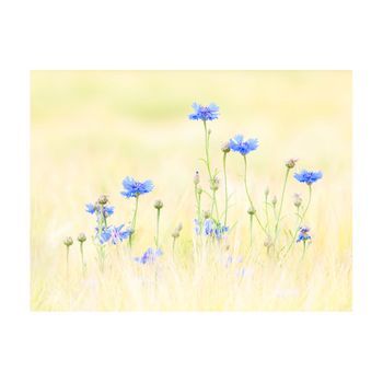 Papel Pintado 3d - Centaurea (400x309 Cm)
