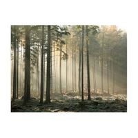 papel pintado 3d - foggy november morning 400x309 cm