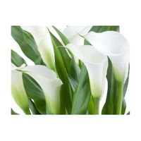 papel pintado 3d - ramo de flores - calas 250x193 cm