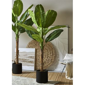 Arbol Bananero 220 Cms. 220 Cms