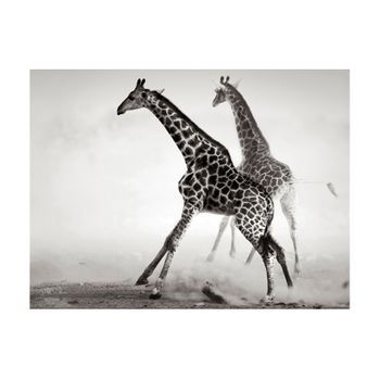 Papel Pintado 3d - Jirafas (350x270 Cm)