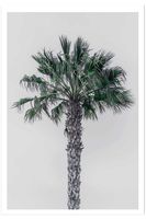 poster de palma de coco sin marco 40x60cm