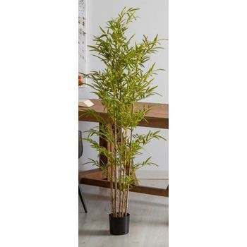 Planta Bambu 165 Cms. 165 Cms