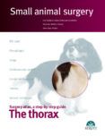 the thorax small animal surgery