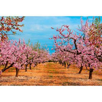 Fotomural Vinilo Camino Almendros 100 X 70 Cm