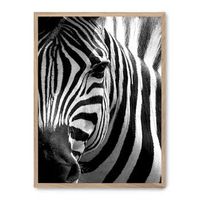 cuadro zebra close up