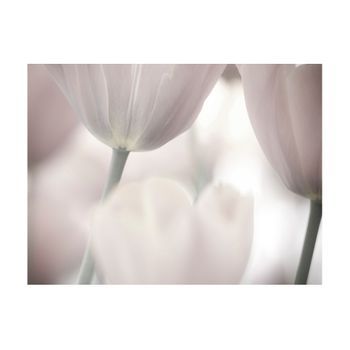 Papel Pintado 3d - Tulips Fine Art - Black And White (400x309 Cm)
