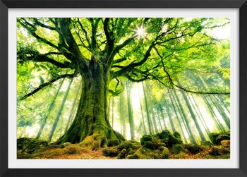 Póster naturaleza haya de ponthus con marco negro 60x40cm