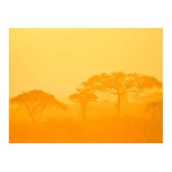 Papel Pintado 3d - Orange Savanna (200x154 Cm)