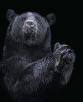 cuadro oso blanco y negro 40  50