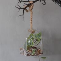 hanging house glass terrarium