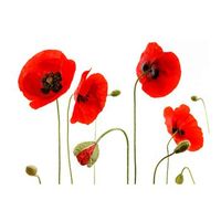 papel pintado 3d - amapolas rojas recuerdo de las vacaciones 250x193 cm