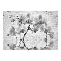 papel pintado 3d - orchid in shades of gray 150x105 cm