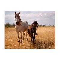 papel pintado 3d - caballo y potro 250x193 cm