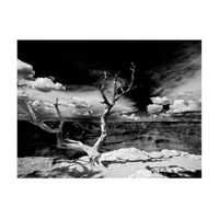 papel pintado 3d - un arbol con el gran caon en el fondo 300x231 cm