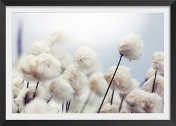 Póster flores de algodón al viento con marco negro 30x20cm