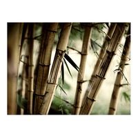 papel pintado 3d - fog and bamboo forest 400x309 cm