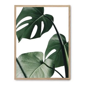 Cuadro Monstera Leaves Ii