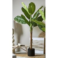arbol bananero 250 cms 250 cms