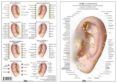 auriculoterapia