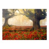 papel pintado 3d - marana en medio de amapolas 200x140 cm