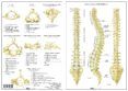 columna vertebral