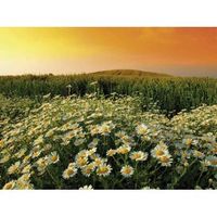fotomural vinilo campos de margaritas 600 x 300 cm