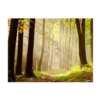 Papel Pintado 3d - Mysterious Forest Path (300x231 Cm)