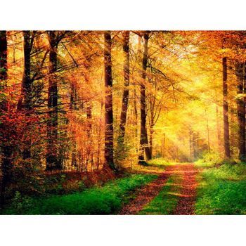Fotomural Vinilo Bosque Otoño 350 X 250 Cm