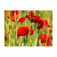 papel pintado 3d - amapolas en campo de cereales 200x154 cm