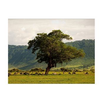 Papel Pintado 3d - In A Crater Of Ngoro Ngoro (250x193 Cm)