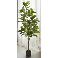 planta ficus 170 cms 170 cms