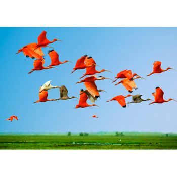 Fotomural Vinilo Ibis En Vuelo 600 X 300 Cm