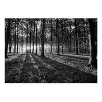 papel pintado 3d - the light in the forest 200x140 cm