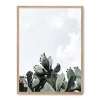 cuadro cactus