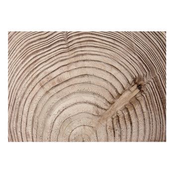 Papel Pintado 3d - Anillo De Madera (350x245 Cm)