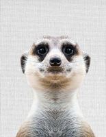 cuadro suricate 30 x 40 cm