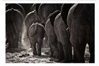 poster animales cabo de africa sin marco 60x40cm