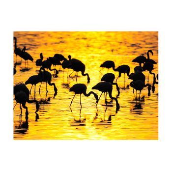 Papel Pintado 3d - Kenia: Flamencos Al Lago Nakuru (400x309 Cm)