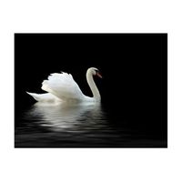 papel pintado 3d - cisne blanco y negro 300x231 cm