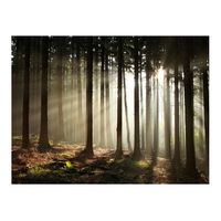 papel pintado 3d - un bosque brumoso por la maana 200x154 cm