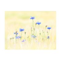 papel pintado 3d - centaurea 250x193 cm